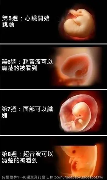 懷孕26週胎兒照片分享,看看這個時期的胎兒發育!