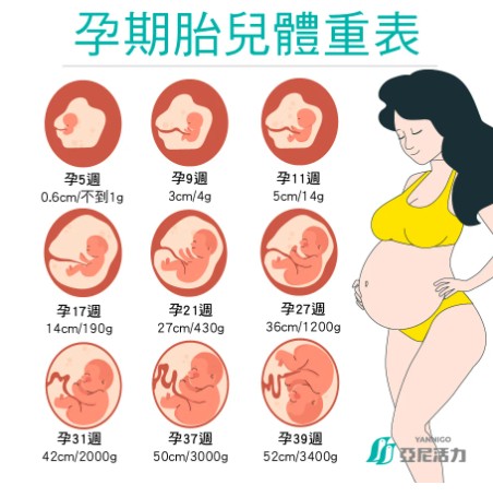 胎兒體重表哪裡找?這幾個網站一次讓你掌握!