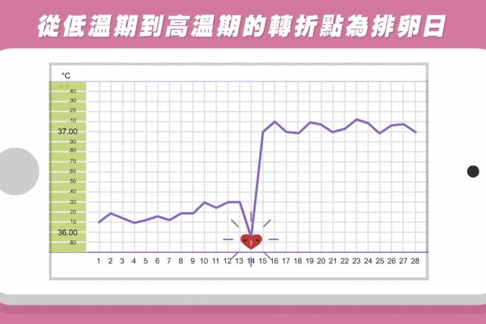 懷孕體溫變化曲線圖,教妳判斷是否成功受孕!